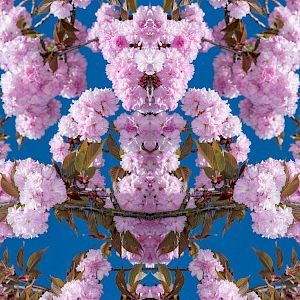 Flower Power Festival